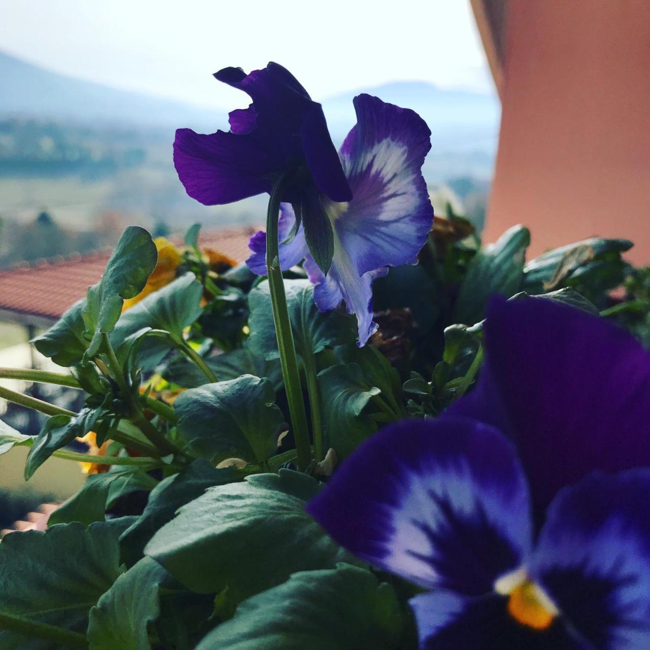 Il Pozzo Country House Collescipoli Dış mekan fotoğraf